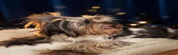 Yorkshire Terrier dogs for sale: Yorkshire terrier Merle  - Advert 17