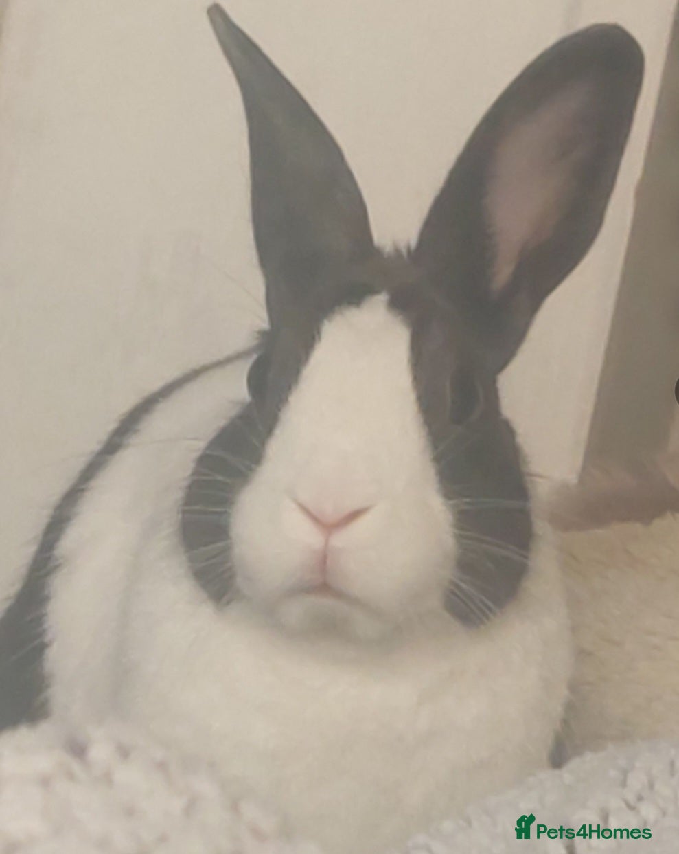 Dutch rabbits Male Adult Dutch Rabbit  - Advert 3