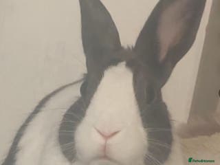 Dutch rabbits Male Adult Dutch Rabbit - Advert 4