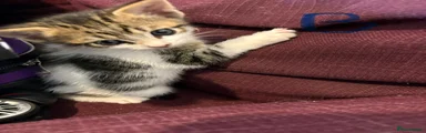 White and tabby male