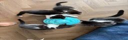 Mixed Breed cats for sale: Beautiful tuxedo kittens one boy and one girl  - Advert 14