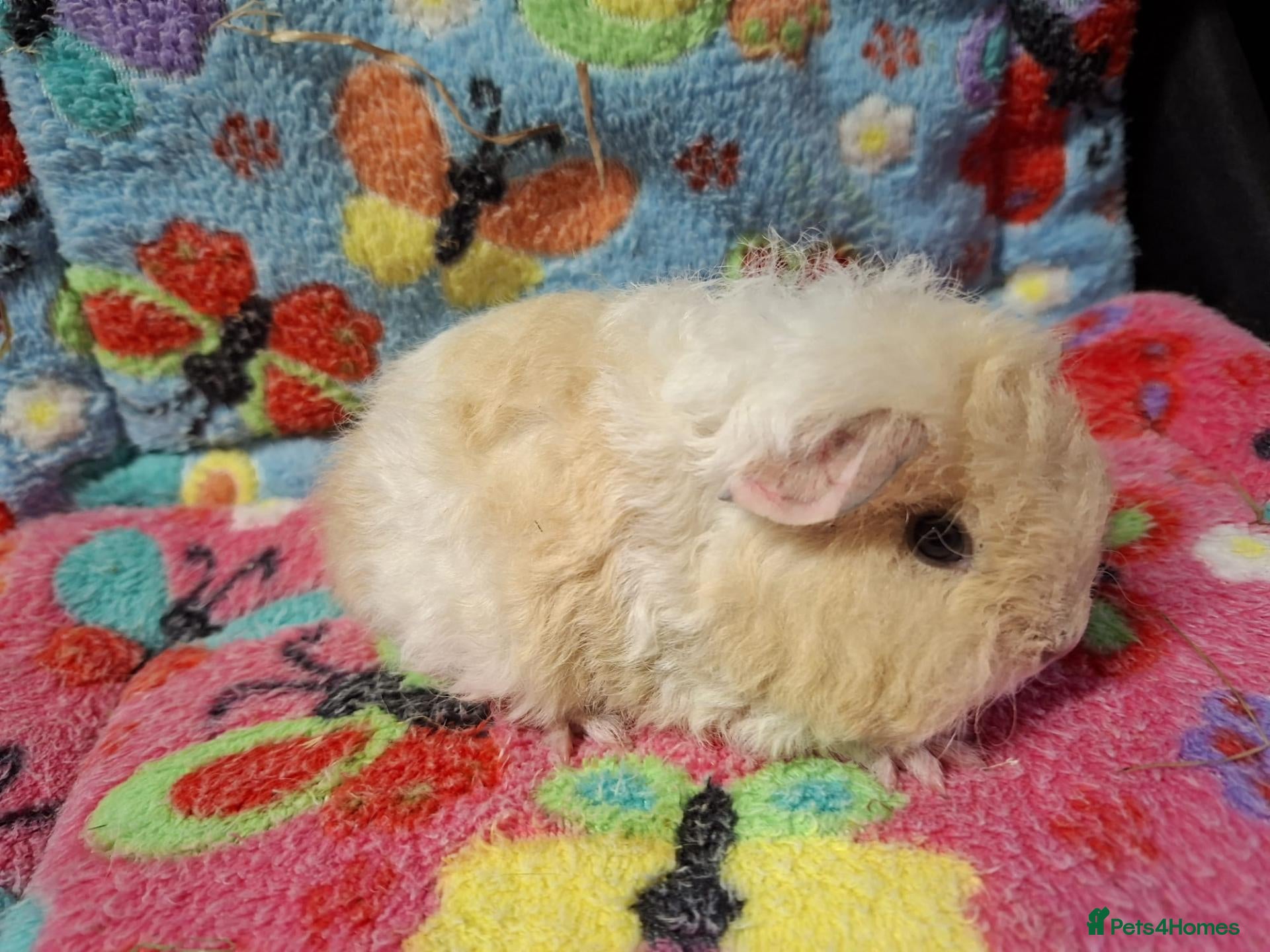 Guinea Pig rodents Pair of baby texel sow to reserve - Advert 12