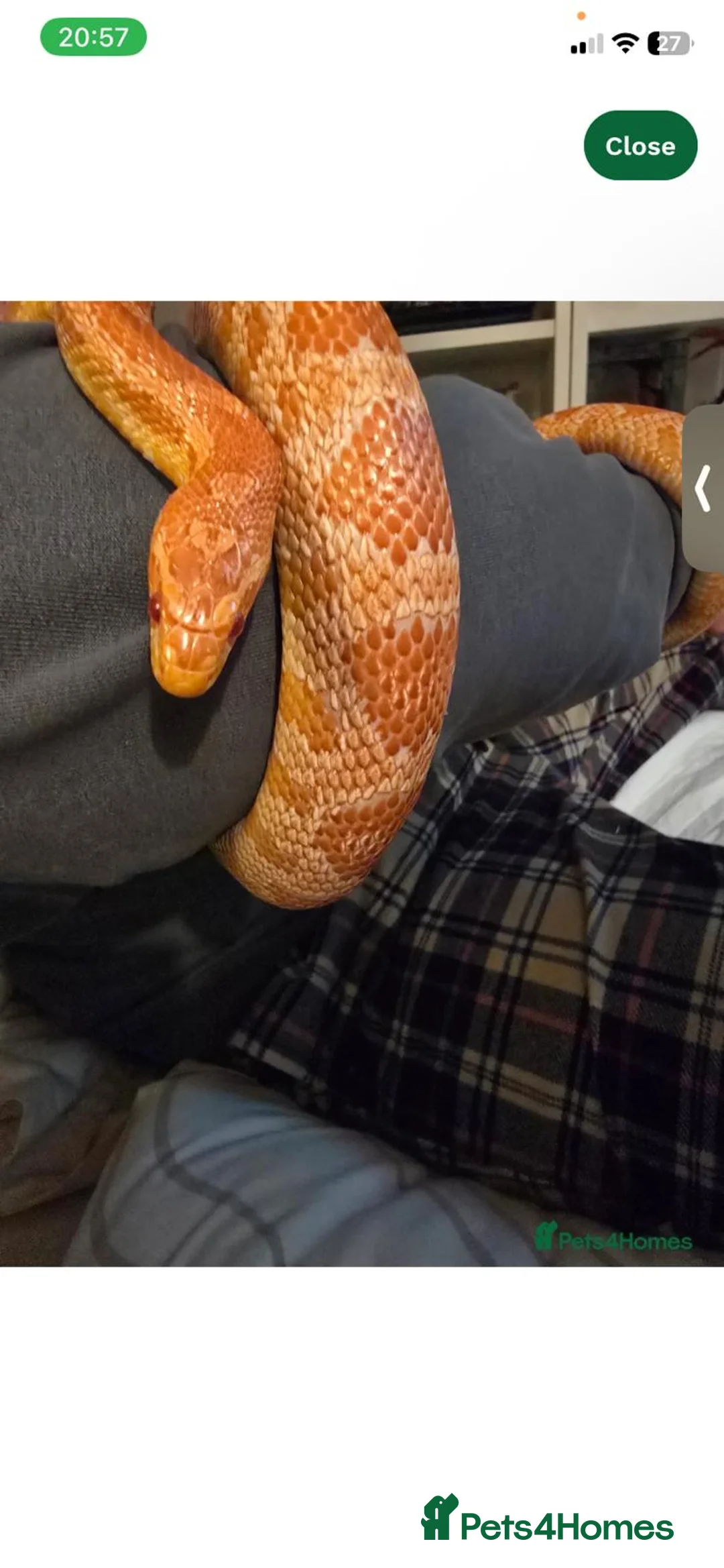 Corn Snake reptiles for sale: Female corn snake 4 years  - Advert 3