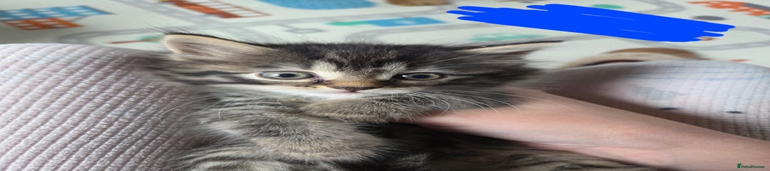 Domestic Shorthair Kitten 3