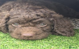 Sproodle dogs for sale: Gorgeous Chocolate Sproodle Puppies - Image 10