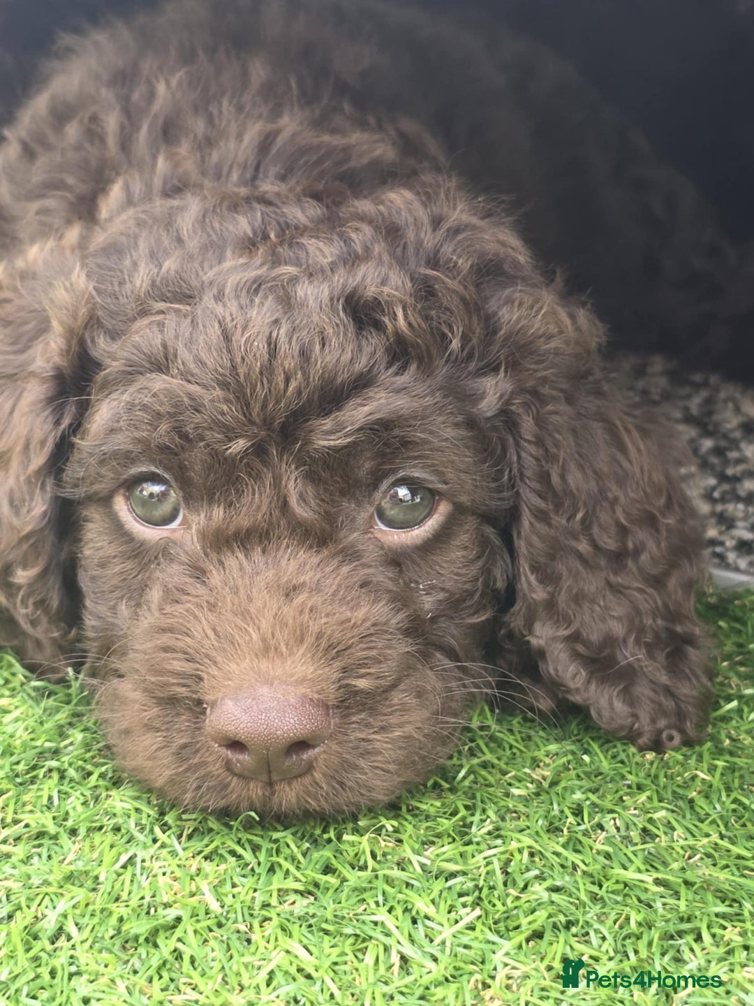 Sproodle dogs for sale: Gorgeous Chocolate Sproodle Puppies - Image 10