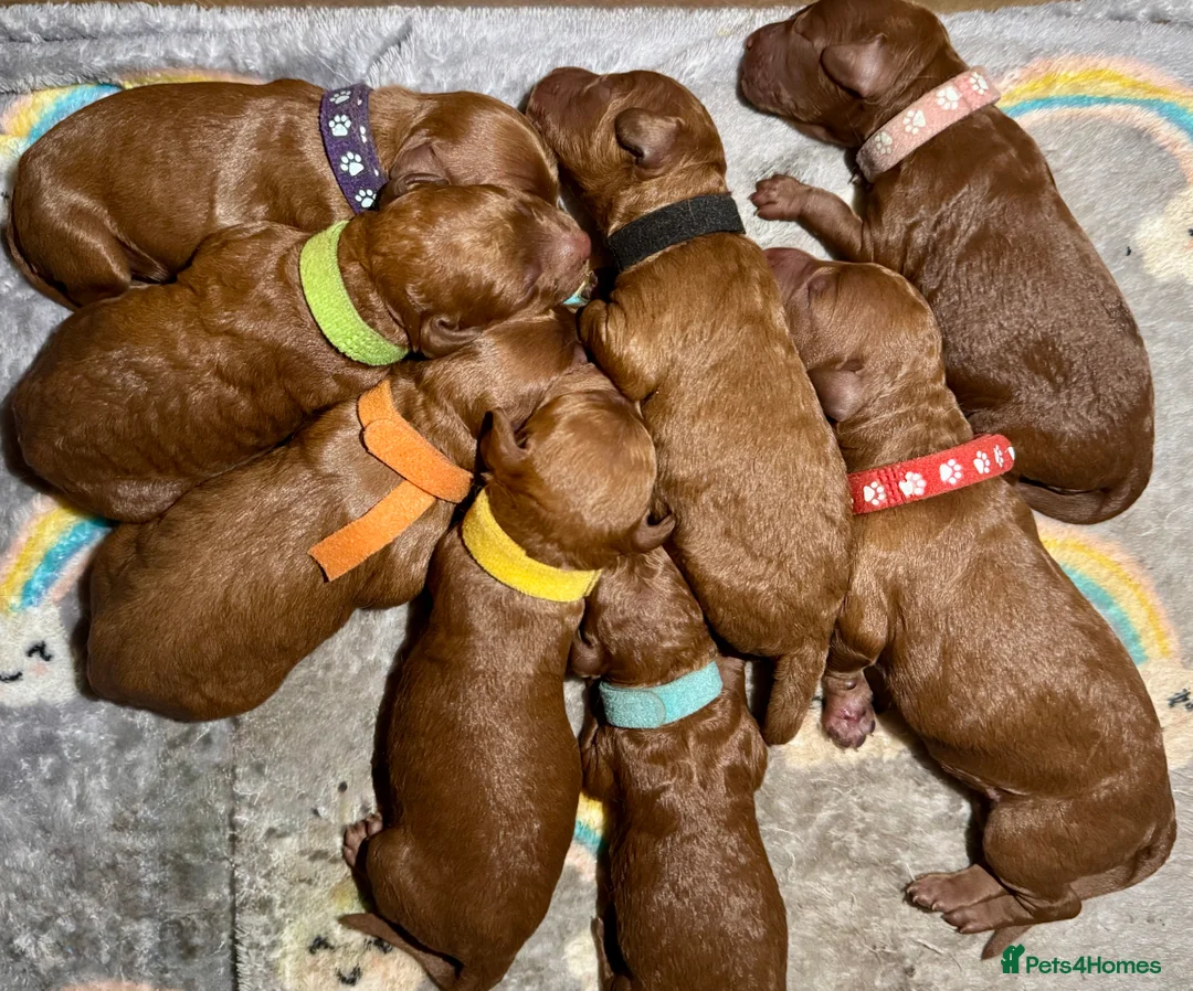 Cockapoo dogs for sale: F1b solid red cockapoos 🐾 - Advert 1