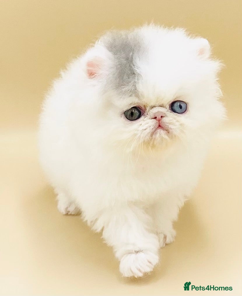 Exotic cats (Rare odd eye bicolours)🏆RESERVED - Advert 16