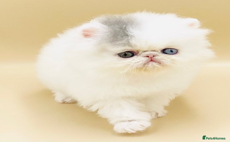 Exotic cats - Advert 1