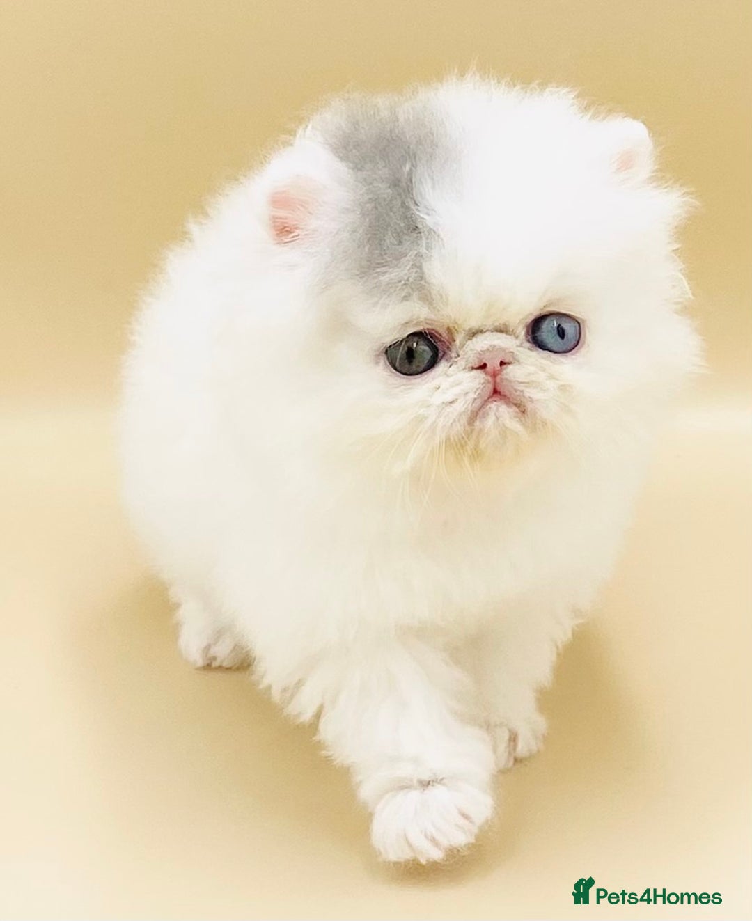 Exotic cats for sale: (Rare odd eye bicolours)🏆Exceptional. - Image 1