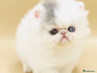 Exotic cats - Advert 2
