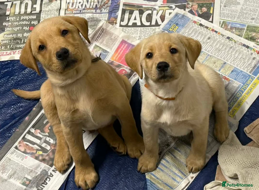 Labrador Retriever dogs for sale: Pure bred labrador puppies - Advert 1