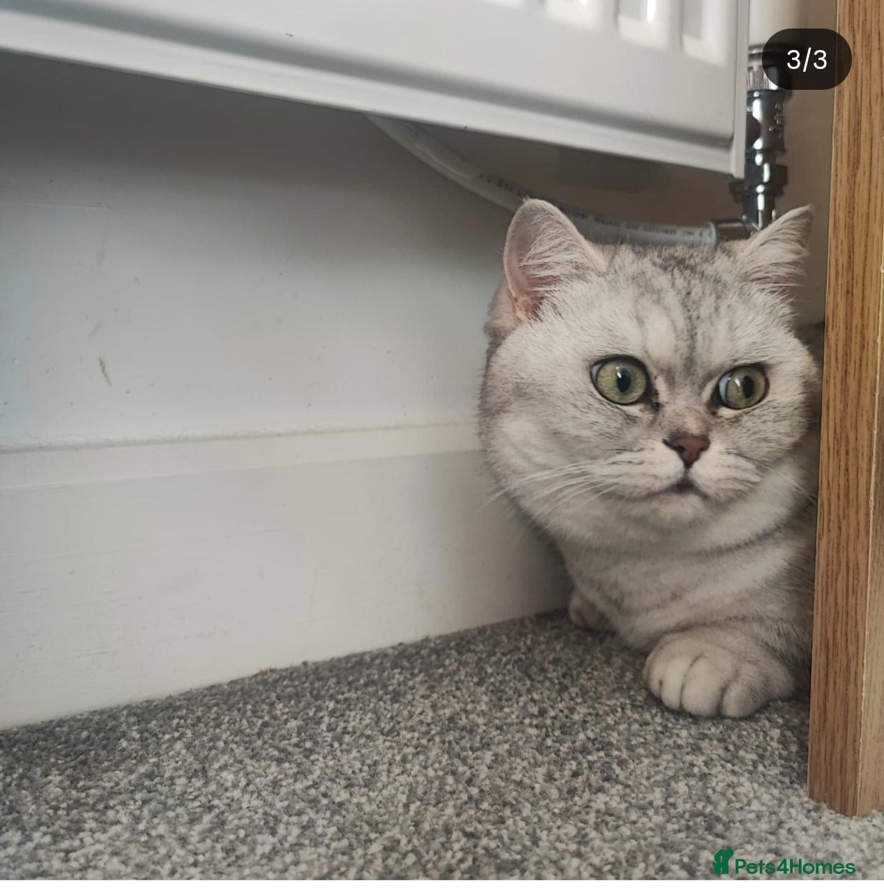 Munchkin cats Beautiful girl - Advert 3