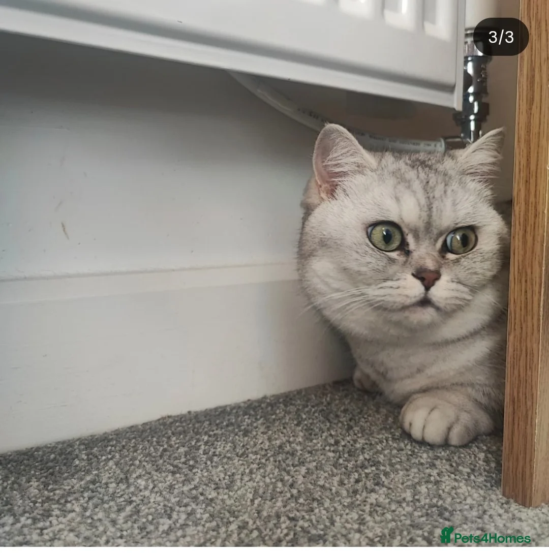 Munchkin cats for sale: Beautiful girl - Advert 1