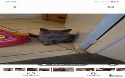 British Shorthair cats for sale: British short-hair  - Image 6