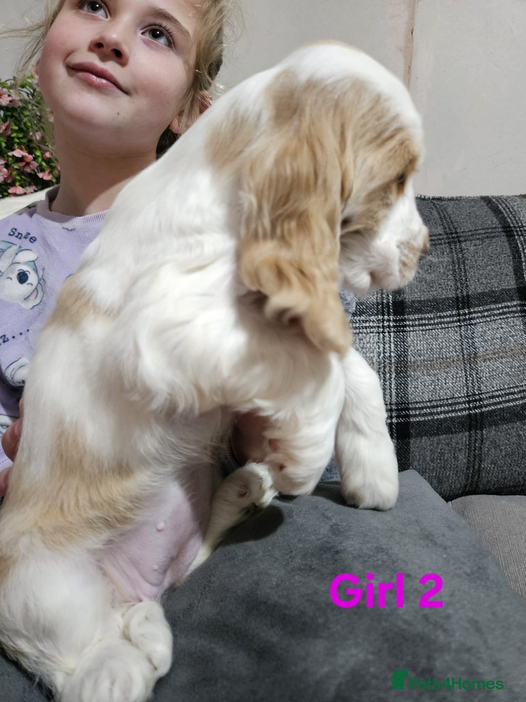 Cocker Spaniel dogs for sale: stunning show cockers - Image 14