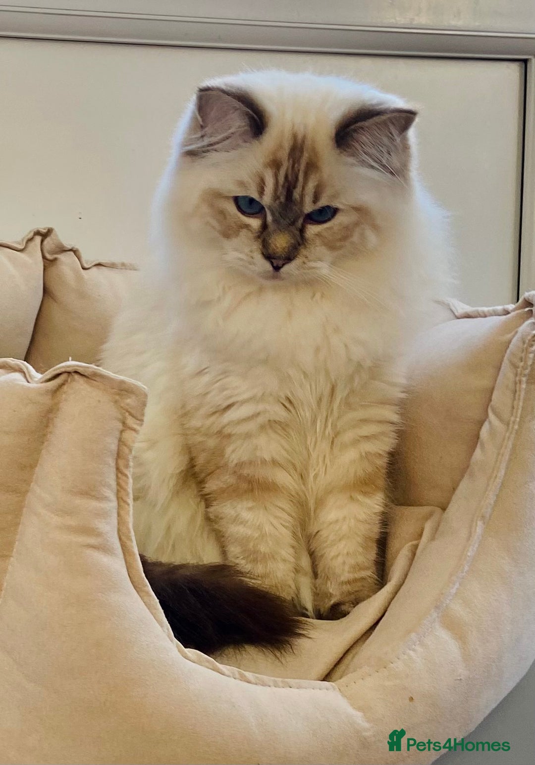 Ragdoll cats for stud: Stunning seal tabby point stud for selected queens in Manchester - Advert 13