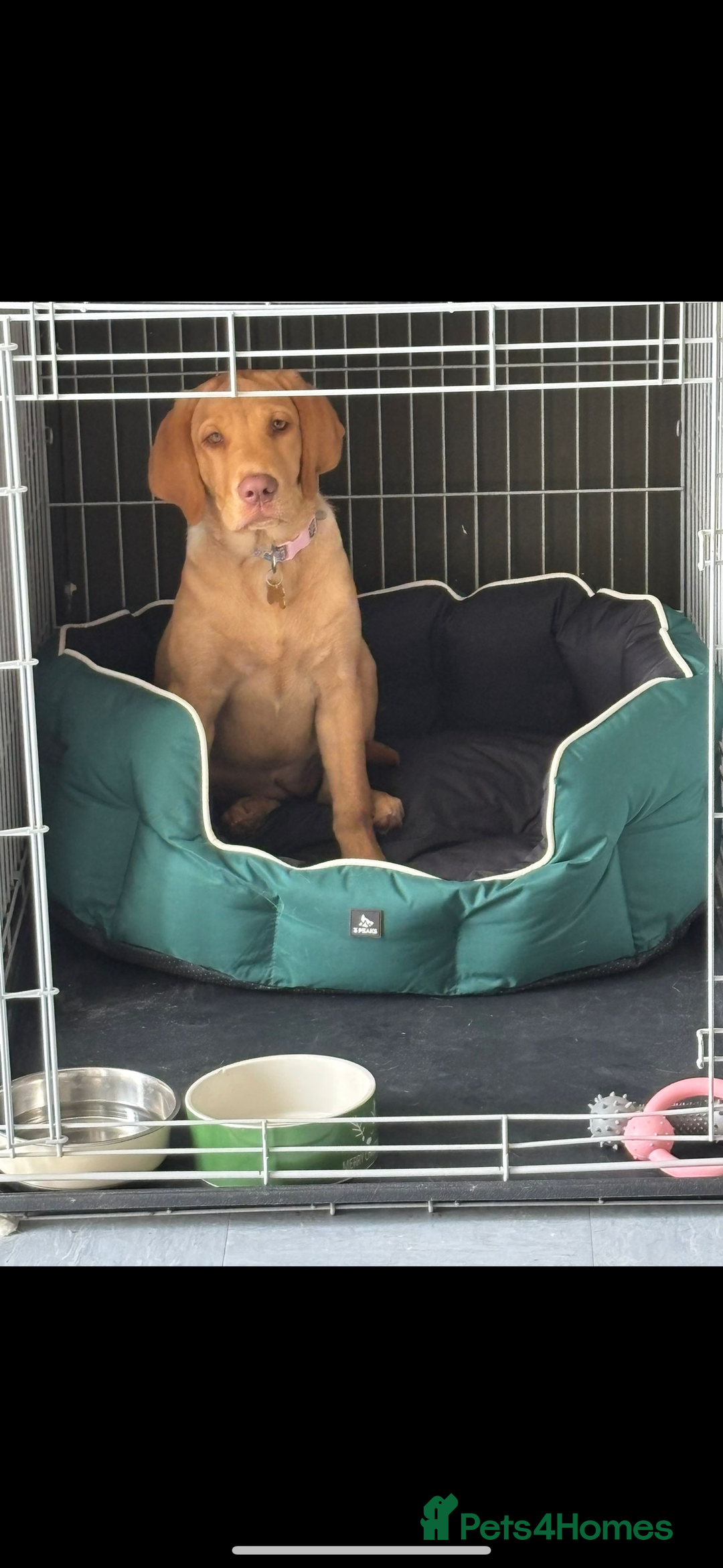 Labrador Retriever dogs for sale: 9 month old Labrador Retriever Girl  - Advert 5