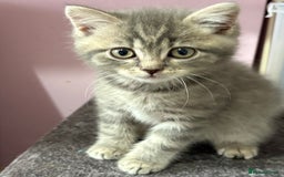 Mixed Breed cats for sale: Beautiful fur babies BSH x Scottish Straight - Image 10