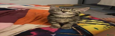 Affectionate Tabby Girl – Bengal Mix