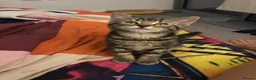 Mixed Breed cats for sale: Cuddly Tabby Kittens – Home Raised - Advert 25