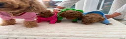 Poochon dogs for sale: 2 Toy poodle/poochon pups for sale.  - Advert 13