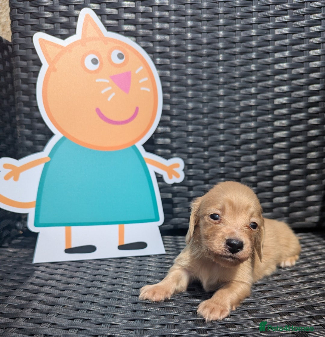 Dachshund dogs for sale: Long haired miniature Dachshunds  - Image 26