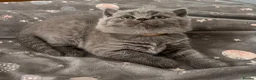 British Shorthair cats for sale: 🏆Exceptional GCCF Registered BSH Kittens🏆 - Advert 5