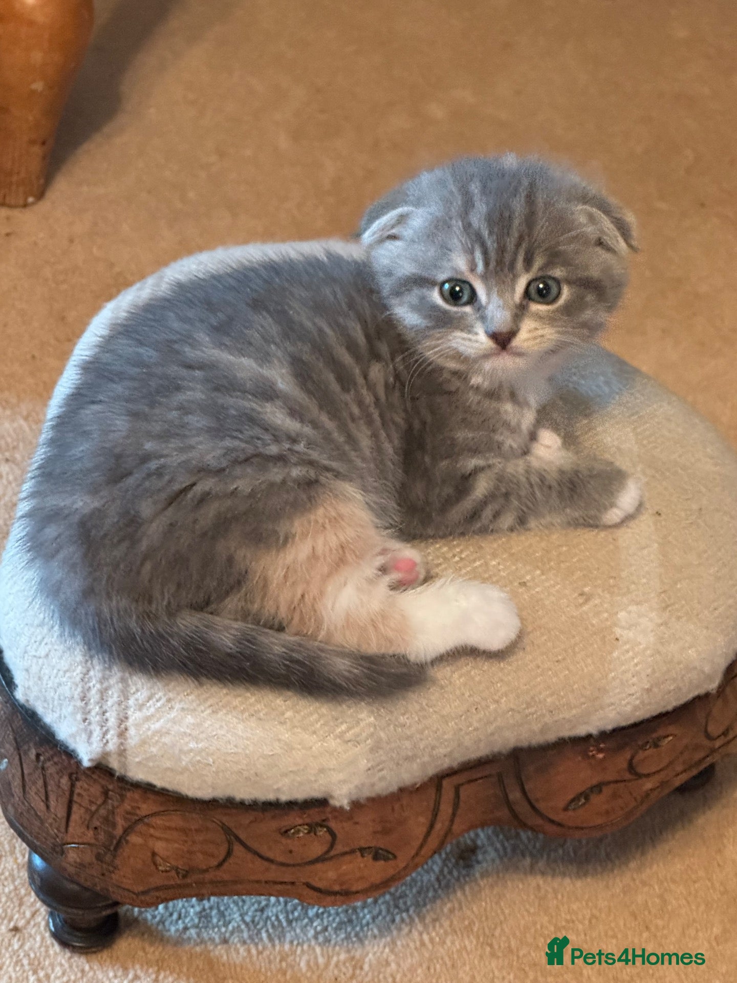 Scottish Fold cats 2 Beautiful Scottish fold and straight eared girls - Advert 2