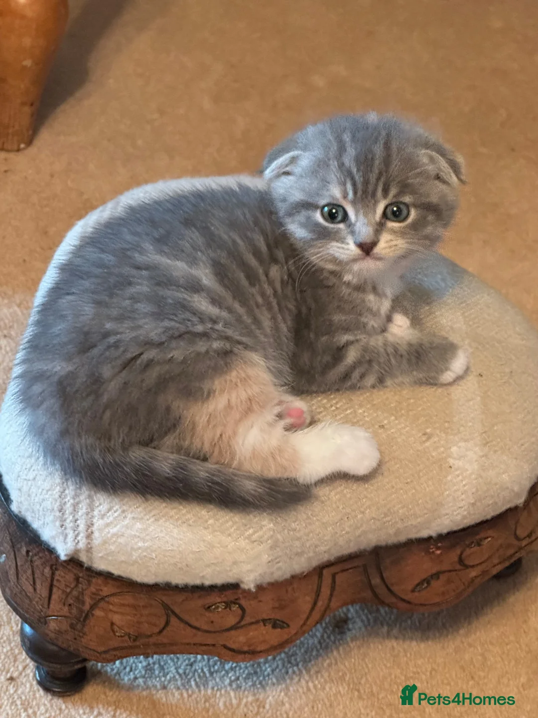 Scottish Fold cats for sale: 2 Beautiful Scottish fold and straight eared girls - Advert 2