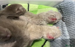 Scottish Fold cats for sale: Beautiful Scottish fold/straight lilac kittens  - Image 5