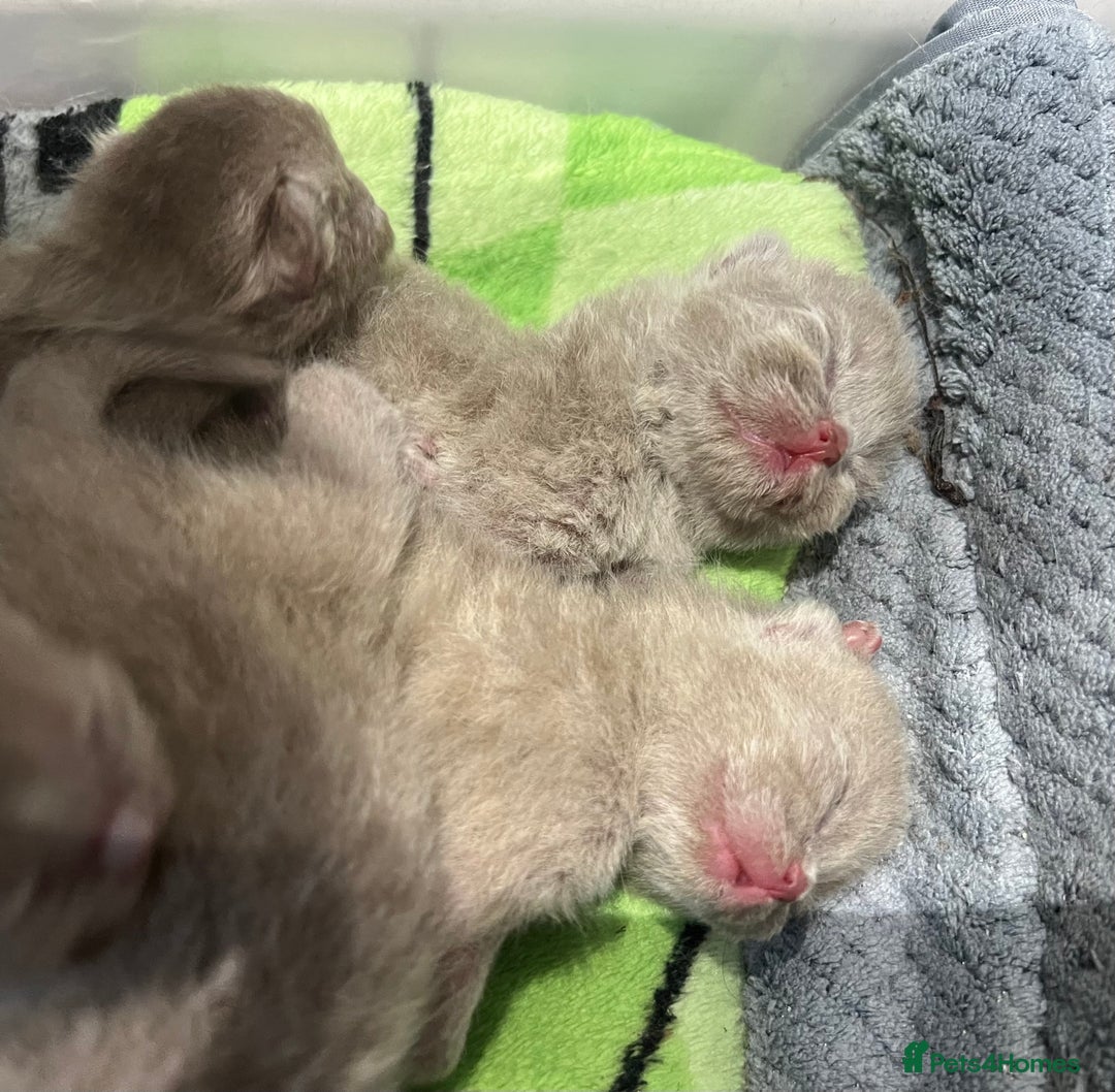 Scottish Fold cats for sale: Beautiful Scottish fold/straight lilac kittens  - Image 5