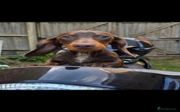 Miniature Dachshund dogs for sale: 2 Gorgeus Miniature dachshunds🥰 - Advert 3