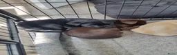 Labrador Retriever dogs for sale: Ruby's litter in Peterlee - Advert 8