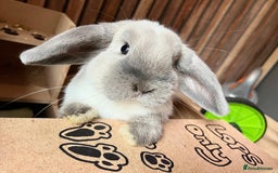Mini Lop rabbits for sale: Male and Female bonded mini lops for sale - Image 5