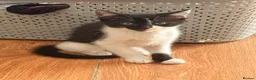 British Shorthair cats for sale: 4 black + white female kittens - Advert 38