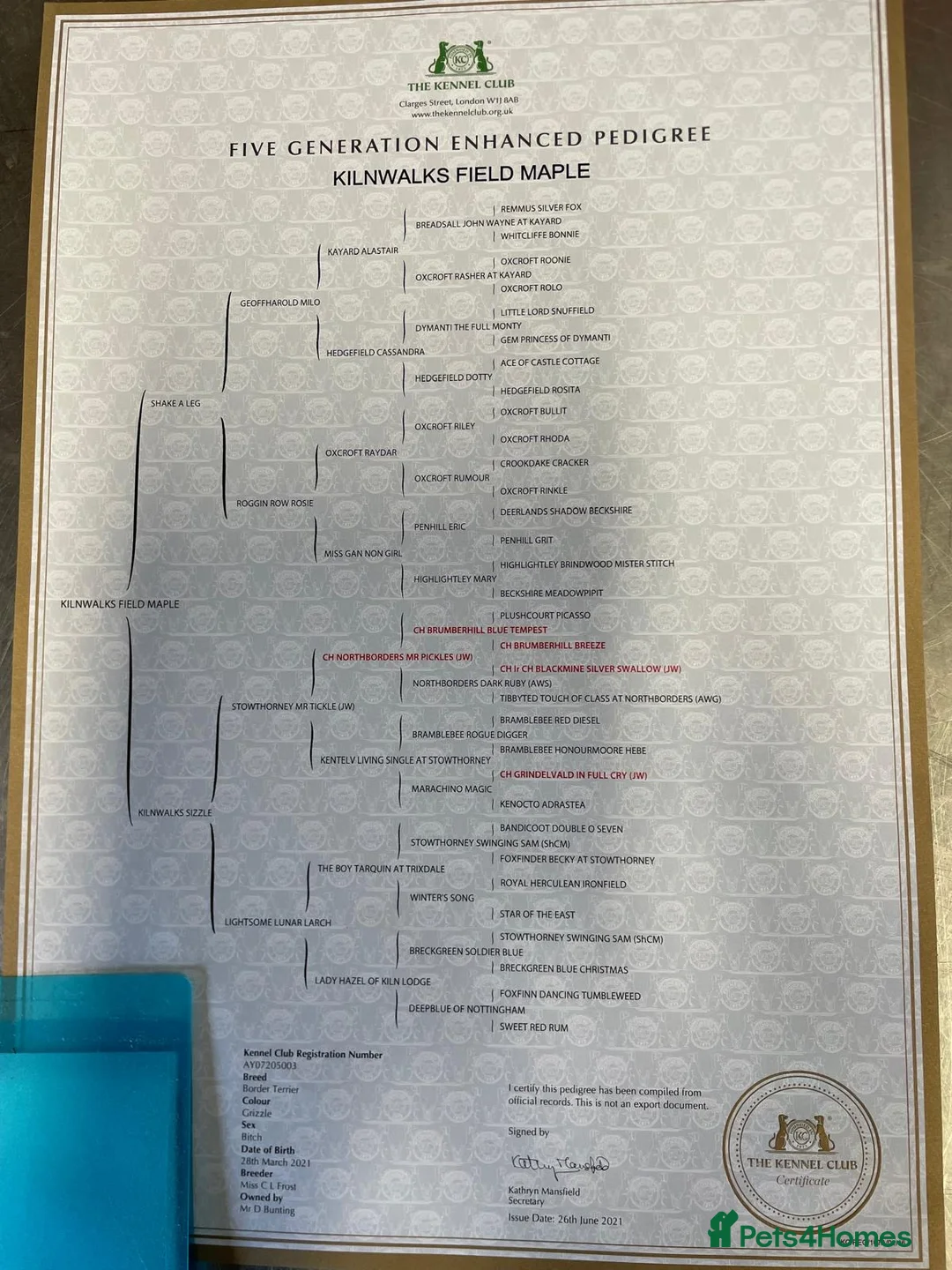 Border Terrier dogs for sale: KC Registered Pedigree Border Terrier Puppies - Advert 2