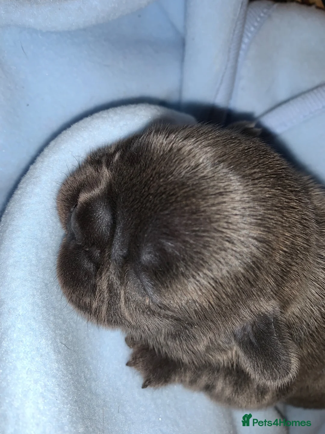 French Bulldog dogs for sale: Outstanding male puppy  - Advert 2