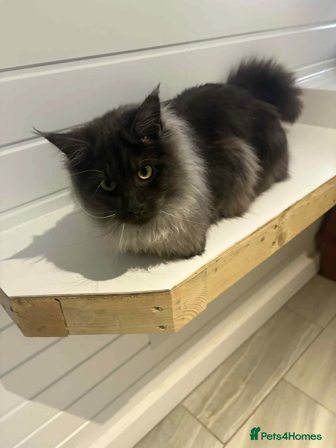 Maine Coon cats for sale: Maine Coon Brothers  - Advert 3