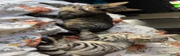 Mixed Breed cats for sale: Half bengal kittens  in Pentre - Advert 17