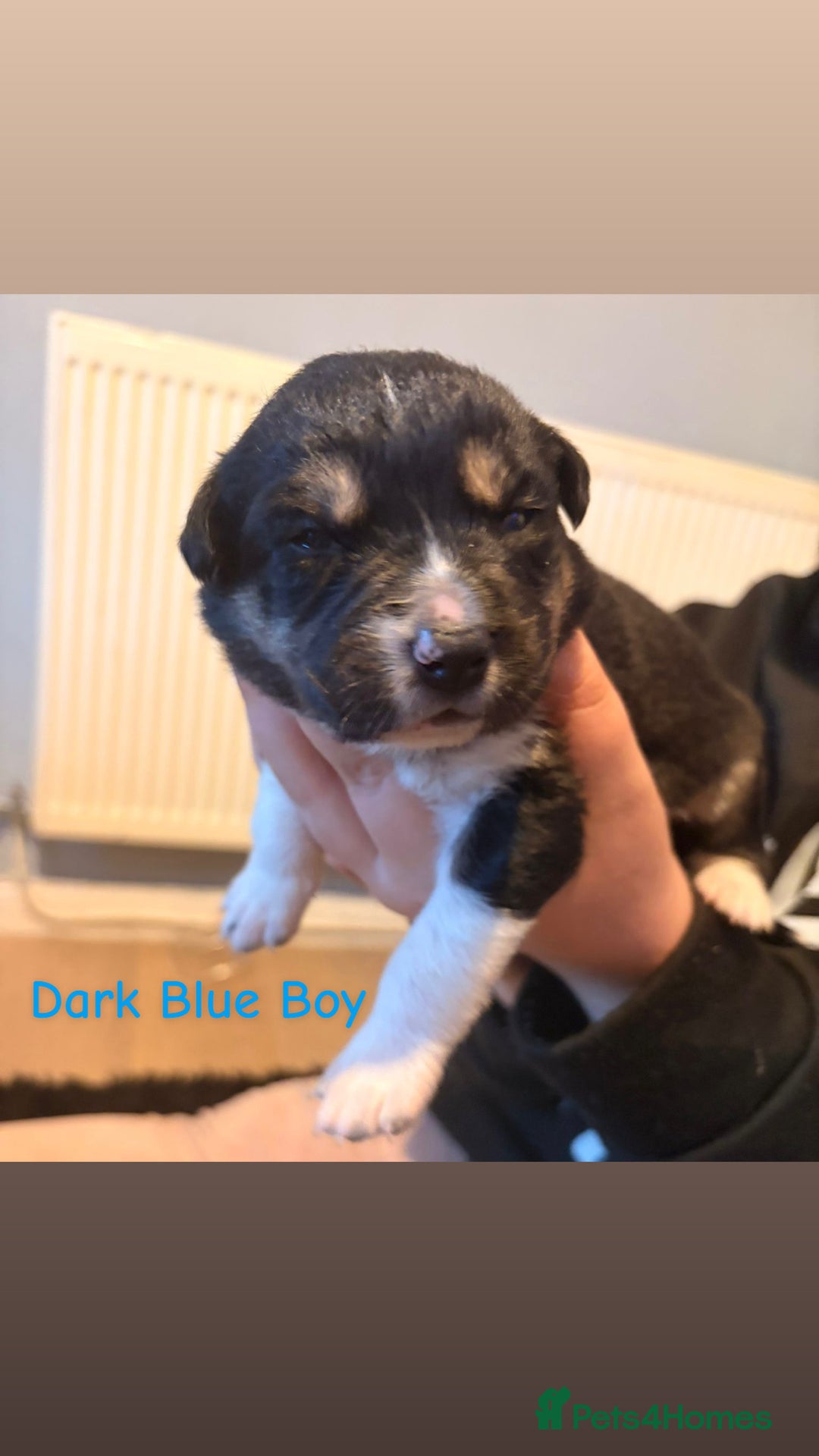 Mixed Breed dogs for sale: Border collie mix pups - Advert 4