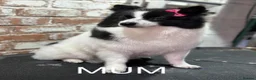 Pomeranian dogs for sale: Pomeranian puppies in London - Advert 6