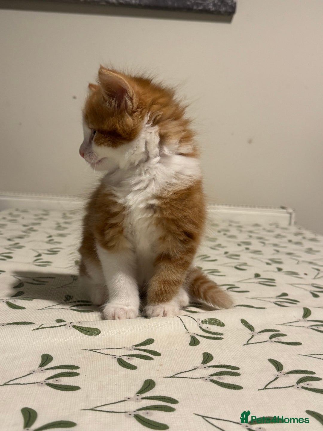 Mixed Breed cats for sale: 8 Weeks Old, Kittens for Sale - Advert 3