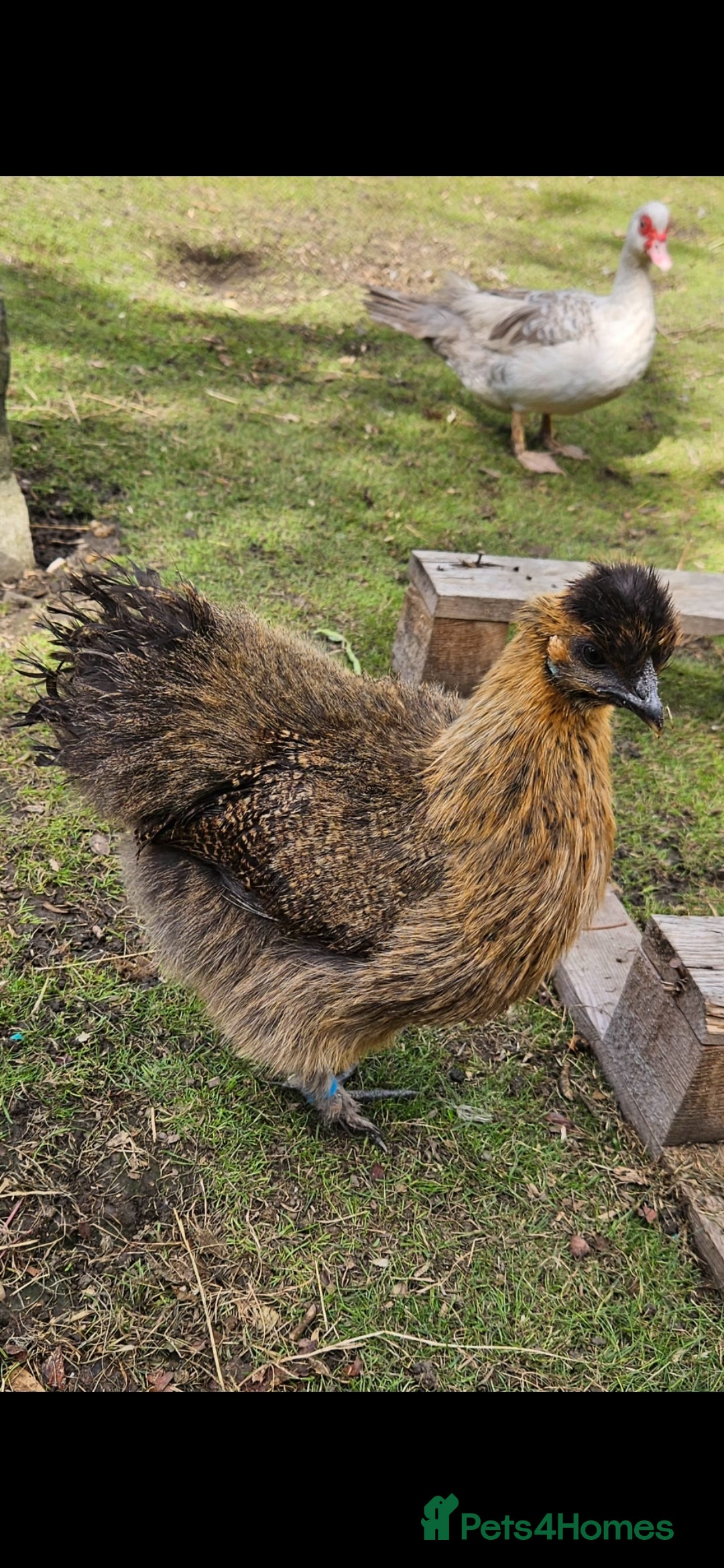 Chickens poultry for sale: Silkie hens. Must go together. Four in total.  - Image 6