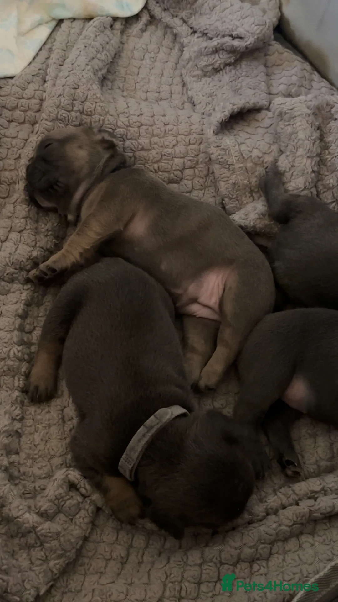 French Bulldog dogs for sale: 5 beautiful female French bulldogs for sale  - Advert 2