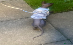 Sphynx cats for sale: Loving cuddly Sphynx - Image 4
