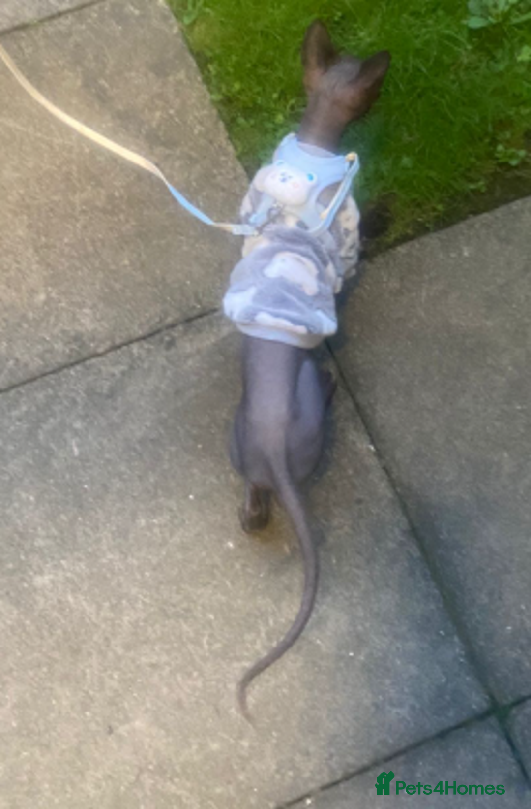 Sphynx cats for sale: Loving cuddly Sphynx - Image 4
