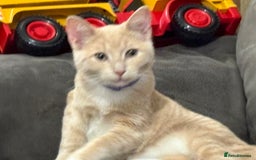 Ragdoll cats for sale: 1xBoy ginger/apricot ragdoll x British shorthair  - Image 2