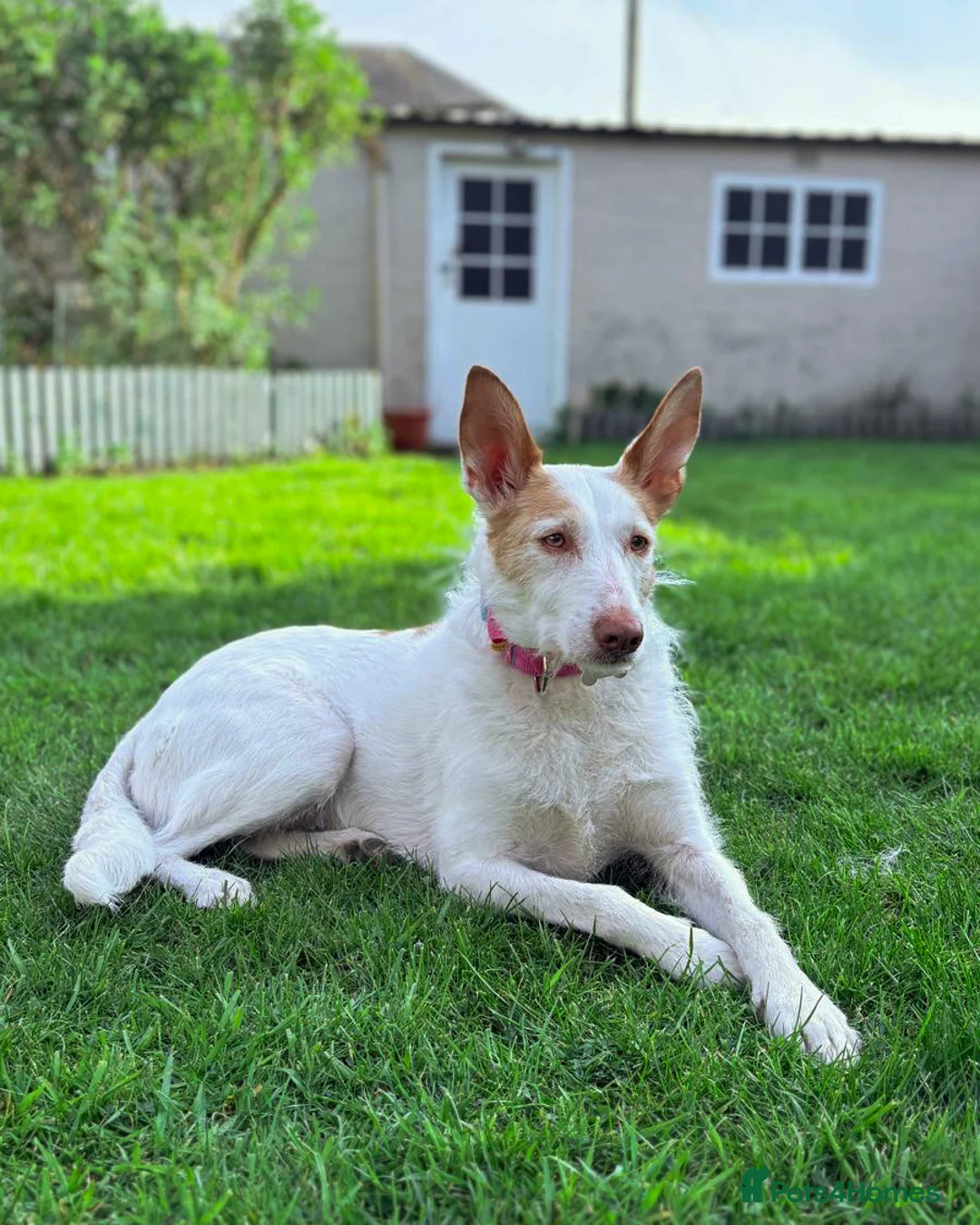Ibizan Hound dogs for adoption: Vivian - gentle, sweet Podenco in Ayr - Advert 1