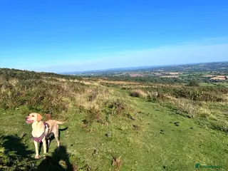 Labrador Retriever dogs Labrador Retriever Puppies Ready Now - Advert 1